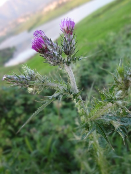 Gjembaç, the National Flower of Scottland