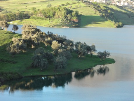 Olive Trees Checking Their Makeup in Lake Çollak