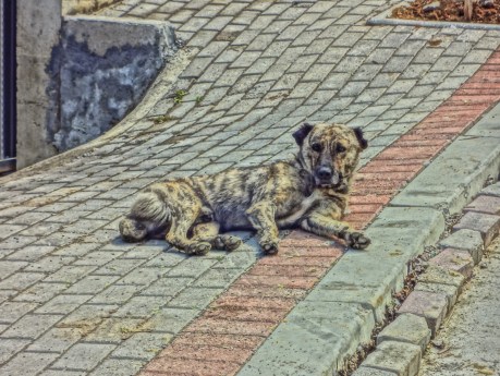 The Dog With No Name