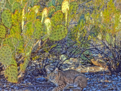 Bobcat of Calle Barril